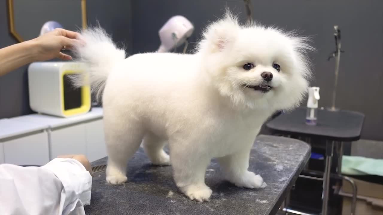 Perro Mascota Cachorro Pomerania Aseo Estilo osito de peluche