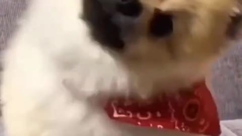 Reactions of Cute Dogs