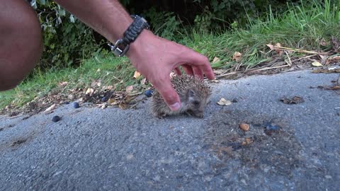 little hedgehog