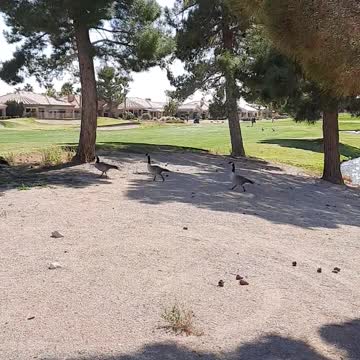 GEESE: Following their leader