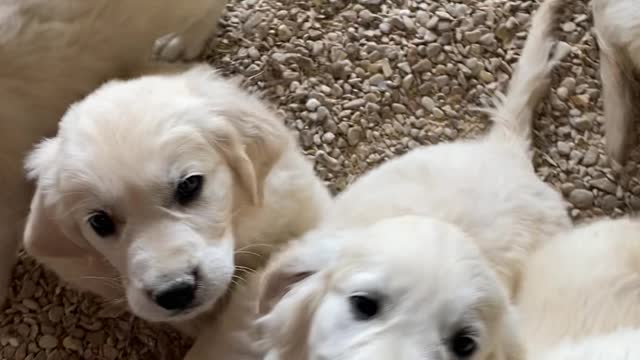 Golden Retriever puppies farm
