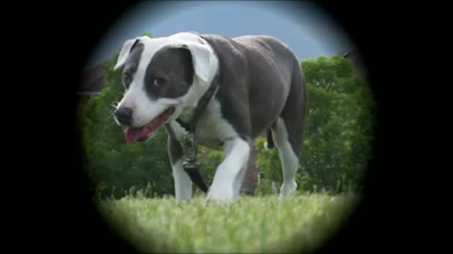 THE TOMAHAWKS - DOG GONE BLUES