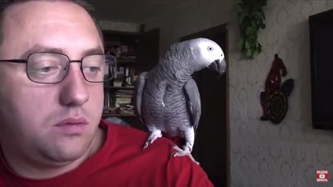 the parrot barks like a dog and loves to kiss 💋 😂( попугай гавкает как собака и любит целоваться)