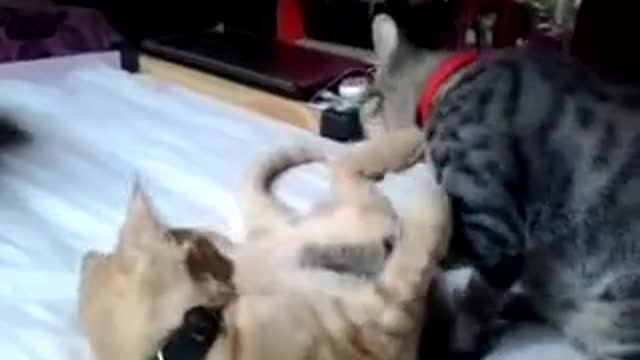 Cat bathing another cat