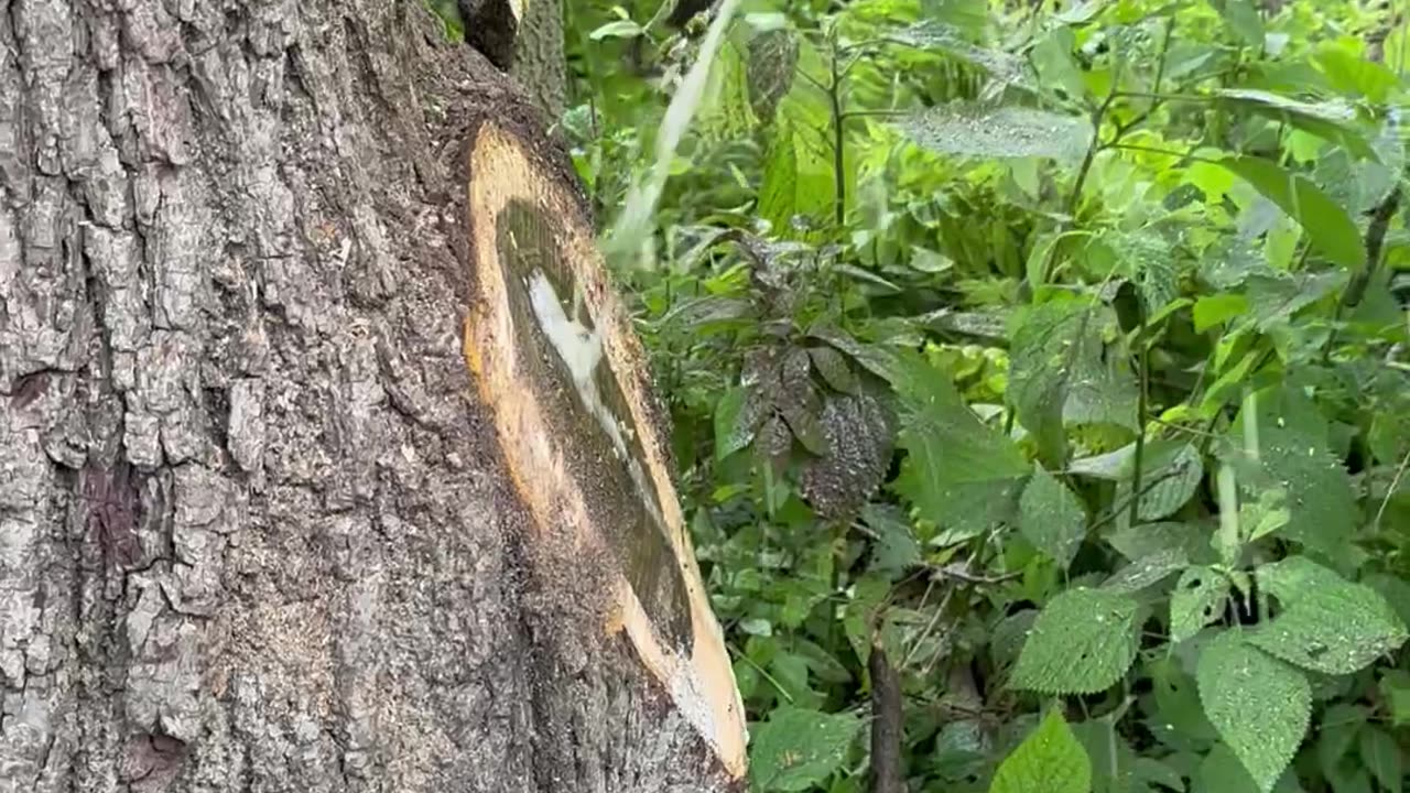 Water Shoots From Tree After branch Removal