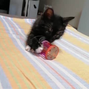 Funny reaction of a cute kitten