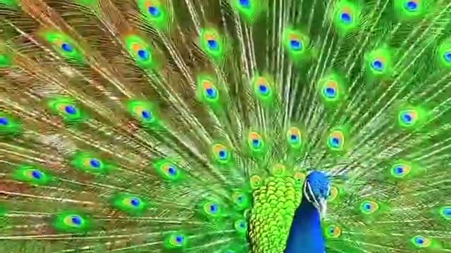 This is a male peacock. He's going after a girlfriend