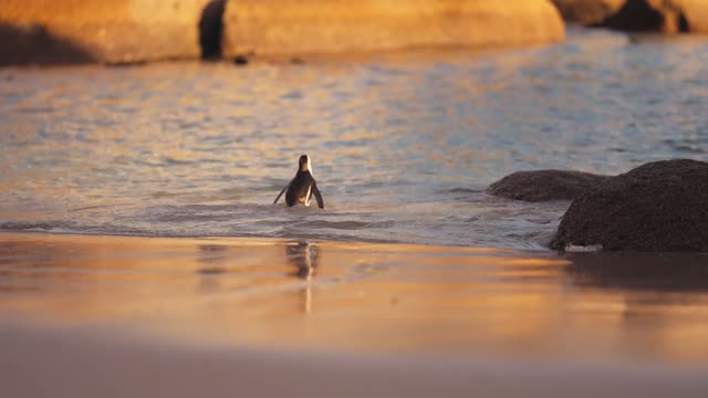 Cute penguin feeling lonely on beach | walk lonely is better for hide emotions