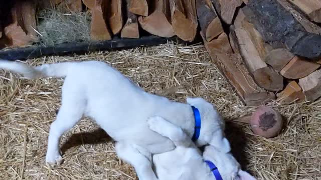 Luke and Leia Practicing Jedi Mountain Lion Skills