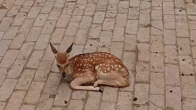 This sika deer is injured, it needs treatment!