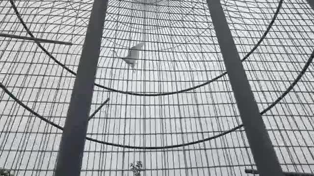 This bird is flying so high