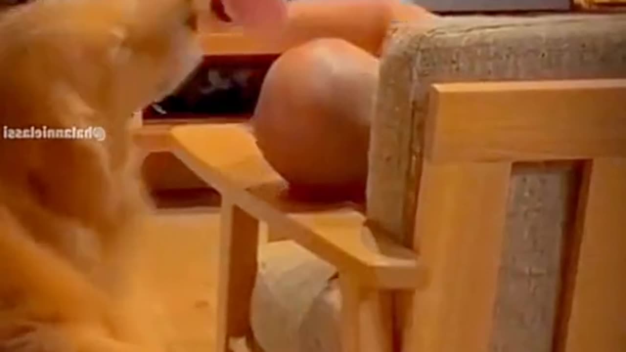 Funny animals videos