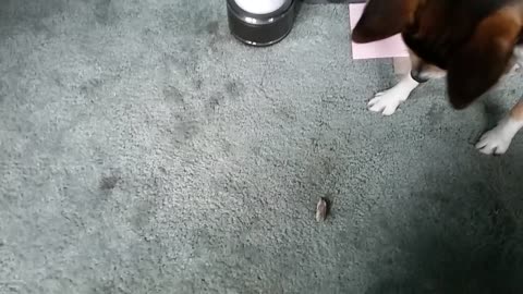 My puppy's first encounter with a locust.