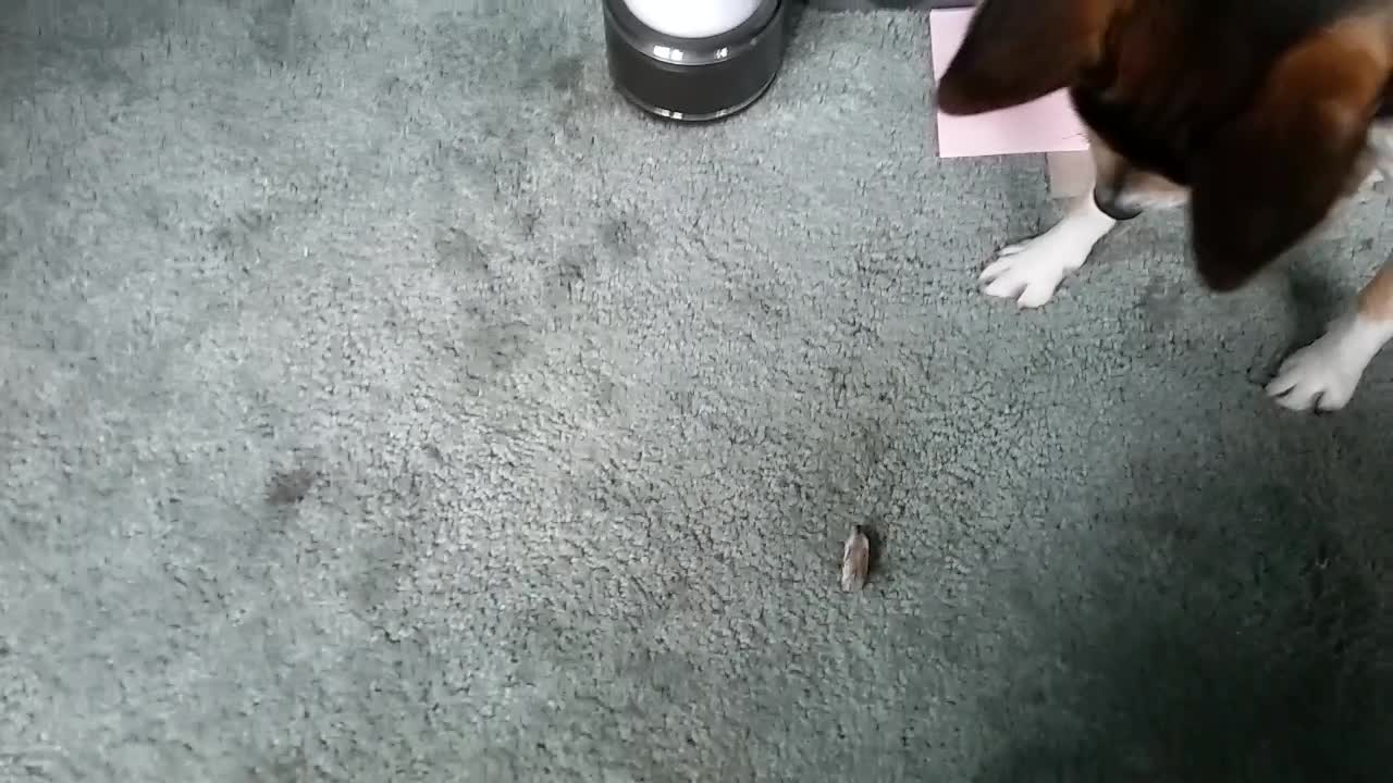 My puppy's first encounter with a locust.