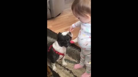 🤣 Funniest dog ever, try not to laugh watching these video