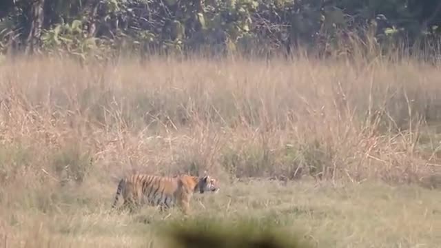 Tiger Attacks Wild Boar - Tadoba National Reserve ( see Description )