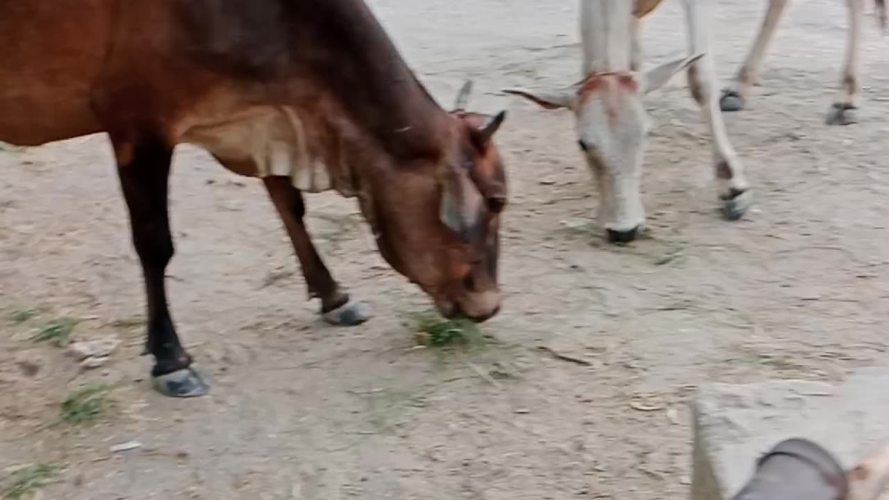 Sindh vlog follow Sindh Pakistan village life