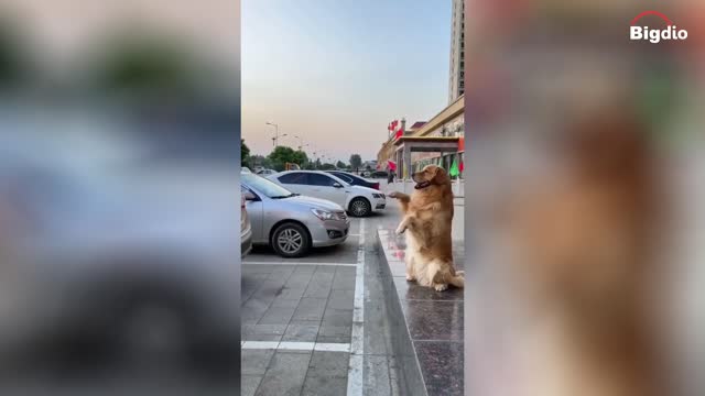 A dog that knows how to command #shorts