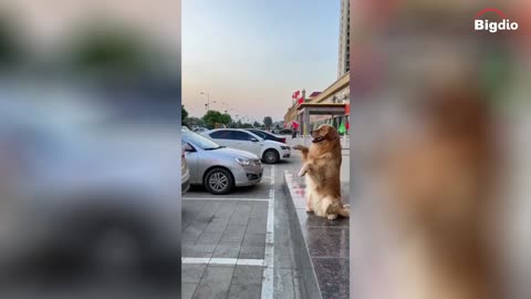 A dog that knows how to command #shorts