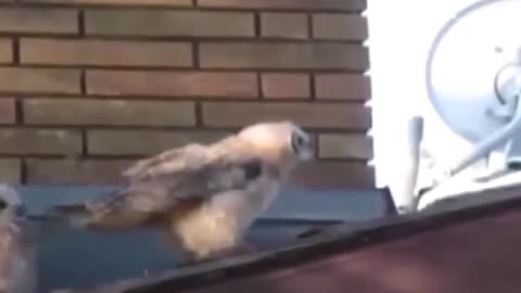 Funny birds part -3