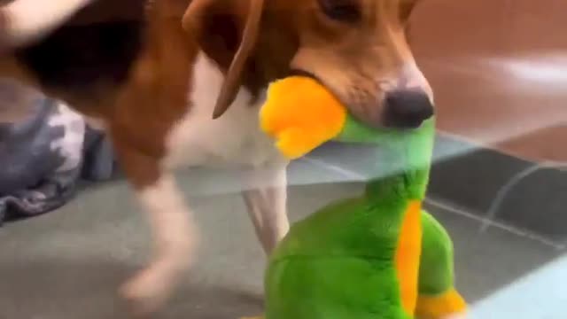 First time seeing the ToY cute