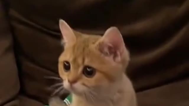 Cute cat wanting to see whats going on!...Funny