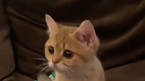 Cute cat wanting to see whats going on!...Funny