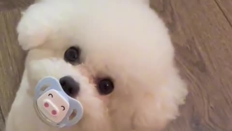 this beautiful dog
