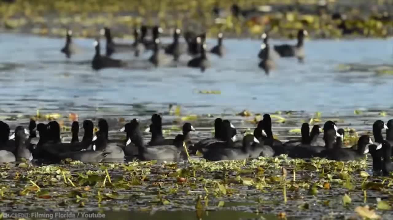 birds around the world sp-09