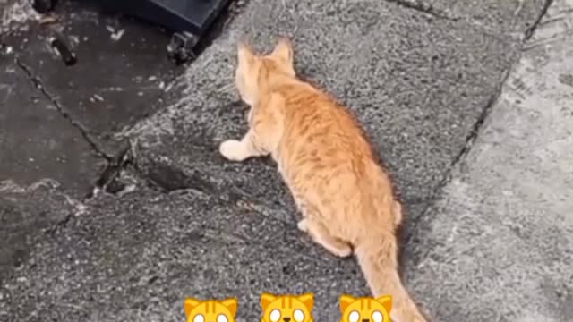 I can't believe 🐱🙀🙀.