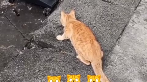 I can't believe 🐱🙀🙀.