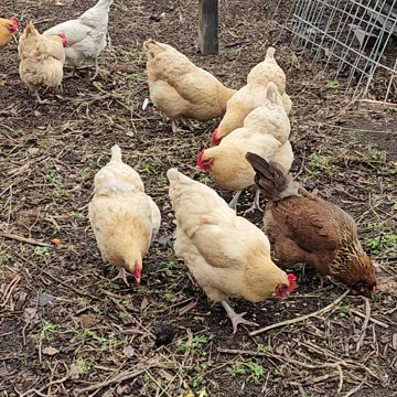 OMC! Several cute chickens pecking and scratching, plus a couple ugly ones too! #chickens #shorts