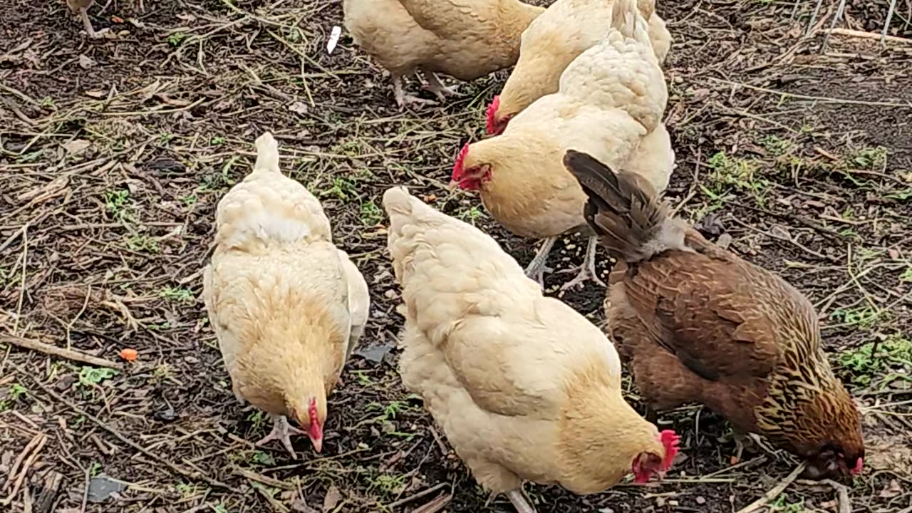 OMC! Several cute chickens pecking and scratching, plus a couple ugly ones too! #chickens #shorts