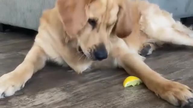 Lemon Licker