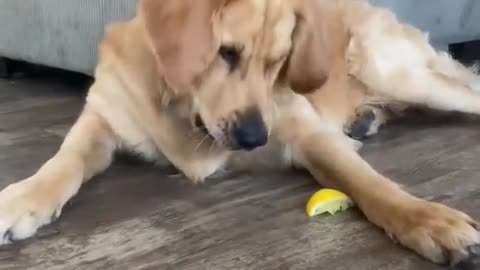 Lemon Licker