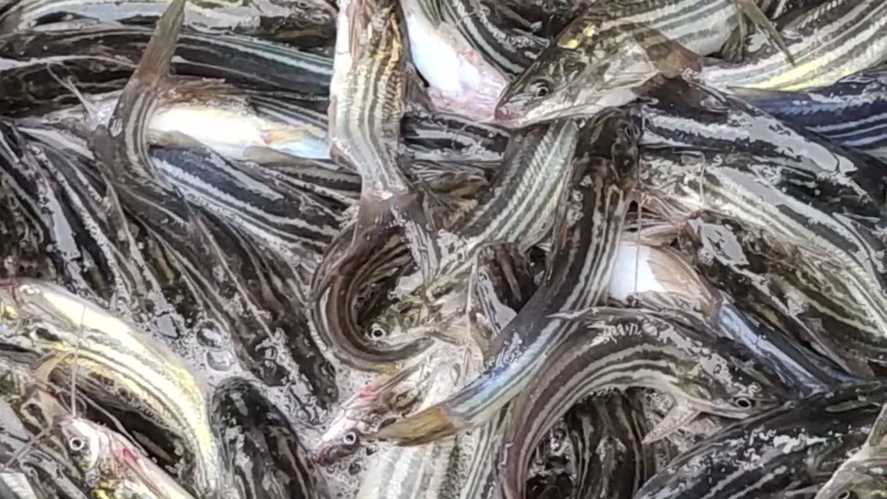 Nice Tengra Fish Video In Fish Market Dhaka Bangladesh#shorts