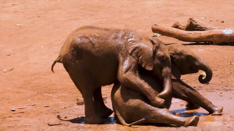 Cute Elephant baby Elephant