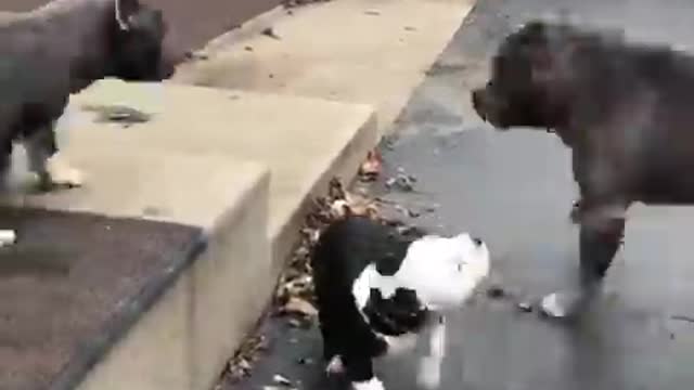 Pitbull parents playing with their cute puppy