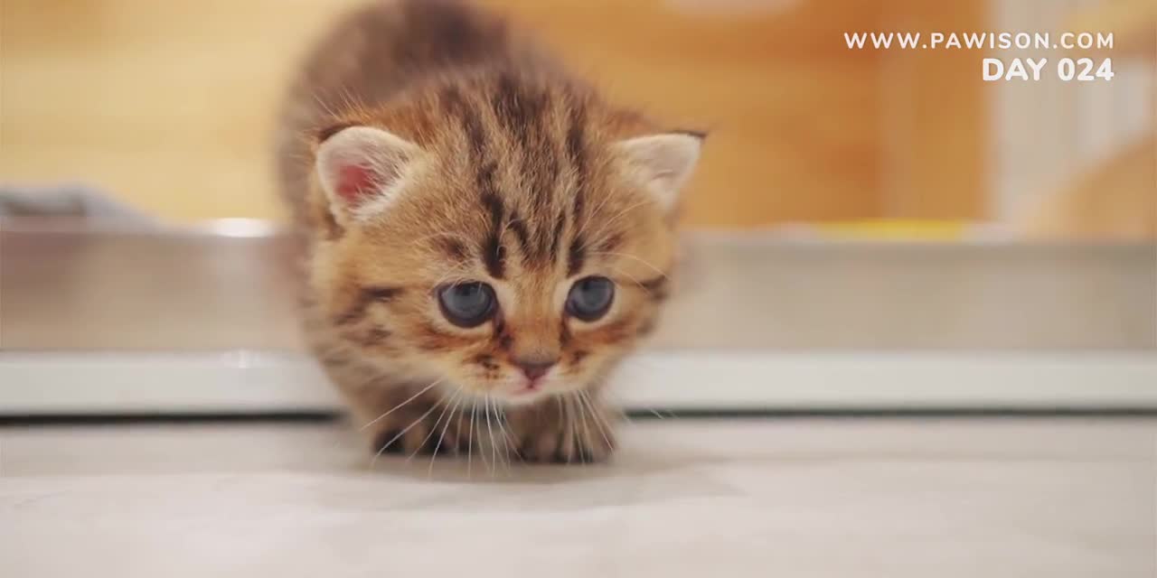 cats - cute and funny