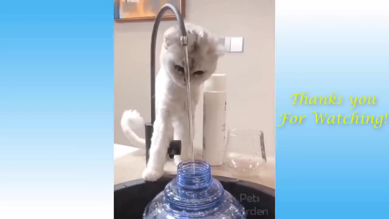 My Cat Loves Playing With Water