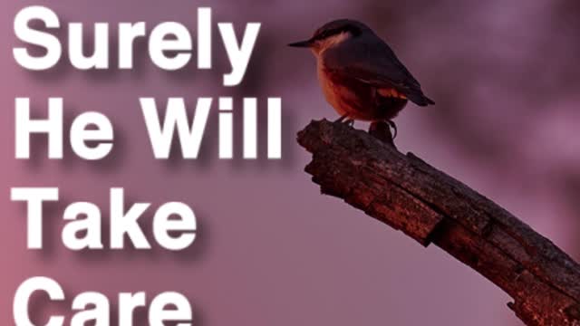 Cares For The Birds