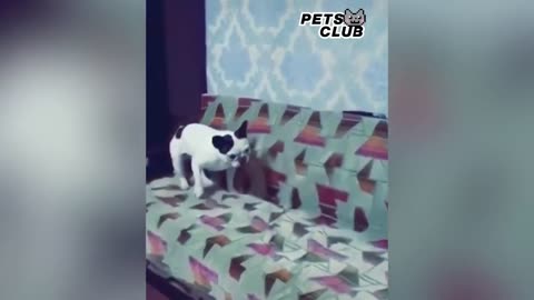 Best Of 2021 Top Funniest Animal Videos