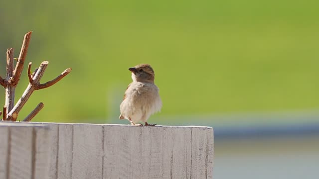 sparrow bird jump