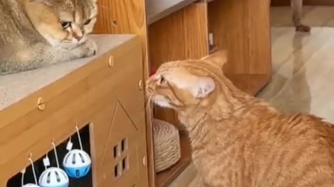 Funny cats vs dog 🐶😺 best friend or enemies? New funniest animals videos 2023