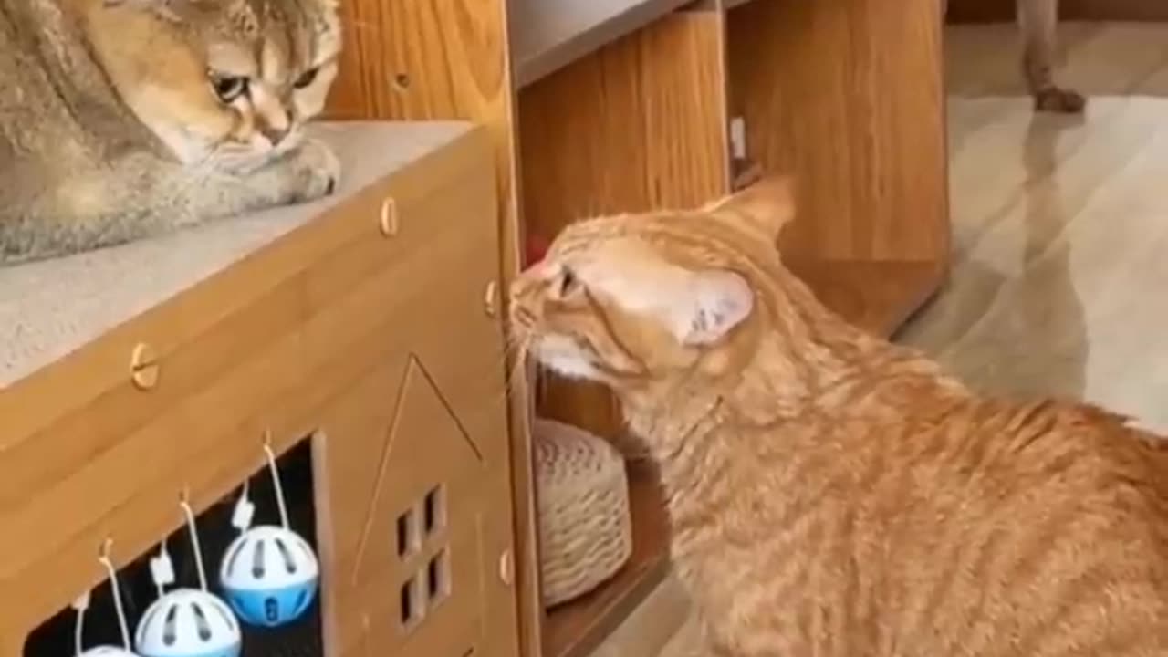Funny cats vs dog 🐶😺 best friend or enemies? New funniest animals videos 2023