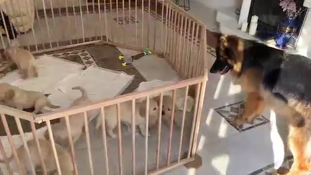 Cute German Shepherd Babysits Puppies