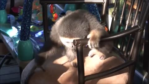 Monkey See Monkey Do! (Baby Edition) - Cutest Compilation