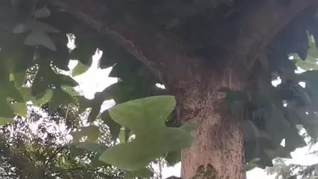 Strange tree