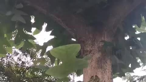 Strange tree