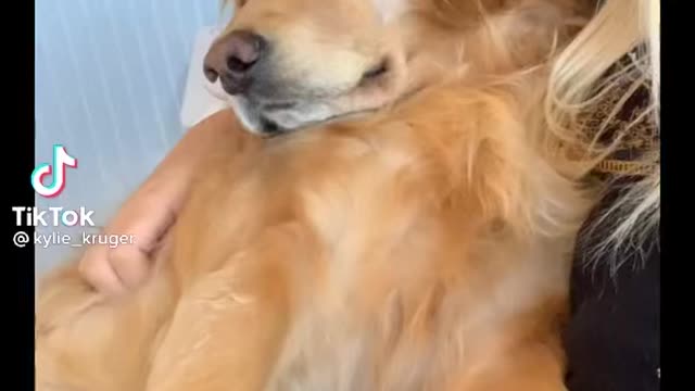 Golden Retriever Gets All The Attention